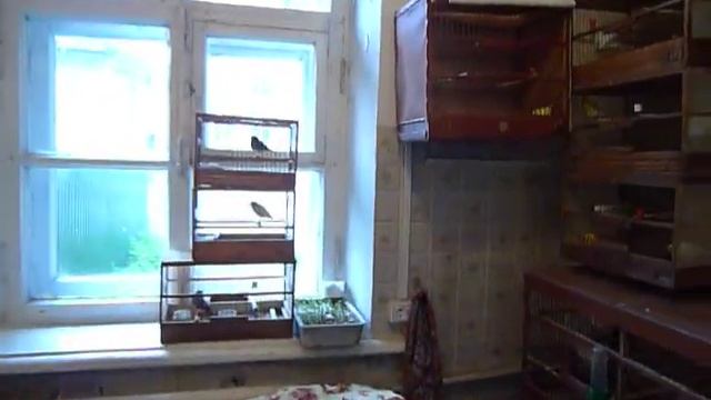 Павловские канарейки смотреть онлайн