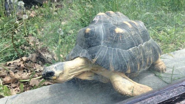 Черепаха московского зоопарка смотреть онлайн