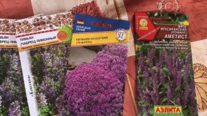 Мята и чабрец ( тимьян ) выращивание из семян