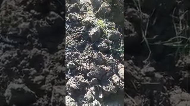 Подготавливаем почву к зиме правильно!