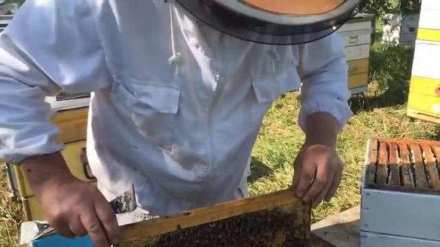 Бакфаст в Сибири на медосборе. смотреть онлайн