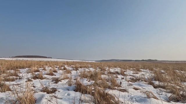 Охота на фазана. Приморский край 2023 смотреть онлайн