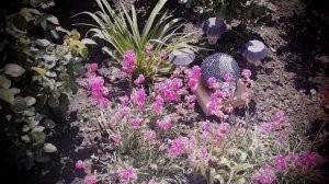 Лихнис Вискария, в простонародье  -  смолка.  Бордюрные цветы в саду.