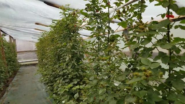 ЕЖЕВИКА КАРАКА БЛЭК. Зрелые ягоды в средине мая. В гостях у коллеги. смотреть онлайн