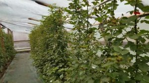 ЕЖЕВИКА КАРАКА БЛЭК. Зрелые ягоды в средине мая. В гостях у коллеги.