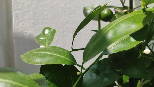 Orangenbaum L Calamondin Oriana Blüht Im Juli