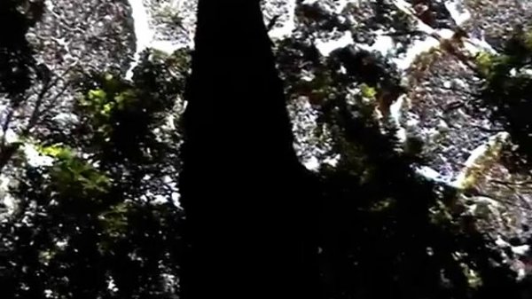 Dryobalanops aromatica (Camphor Tree) Crown Shyness @ FRIM, Malaysia