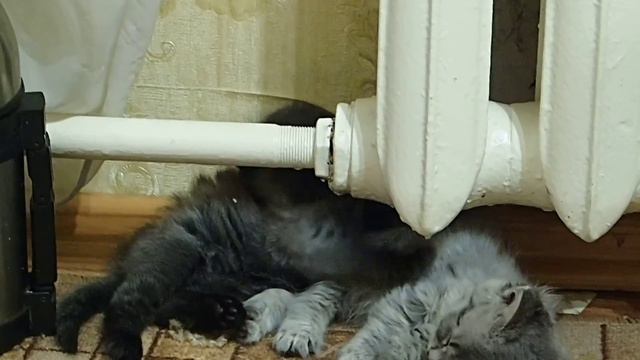Продолжение.сон подкрался у теплой батареи. Котенок засыпает. Теперь и у меня есть такое видео. смотреть онлайн