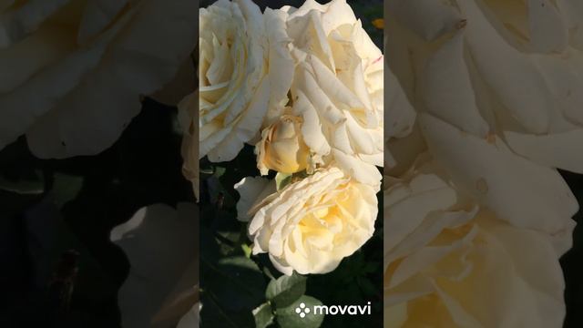 Роза сорт «Белый медведь» Величественный белый цветок имеет благородный вид классической розы. смотреть онлайн