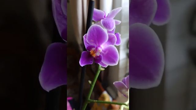 Синяя орхидея ? blue orchidnew ? смотреть онлайн