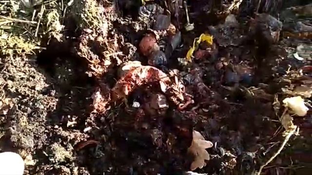 ПАН134 Какие черви лучше для биогумуса для рыбалки. Разведение червей на улице даче дома смотреть онлайн