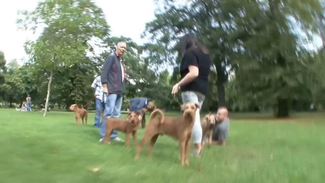 Irish Terriers: Paws In The Park (full length version) смотреть онлайн