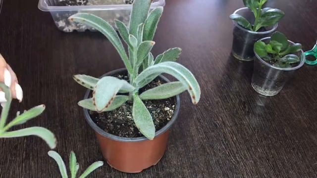 Каланхоэ войлочное, обрезка и укоренение. смотреть онлайн