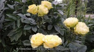 Роза Лимбо (Limbo) — характеристики сортового растения