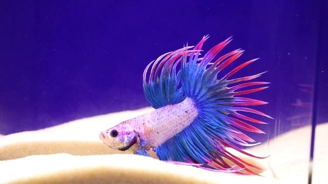 Обзор аквариумной рыбки Петушок смотреть онлайн