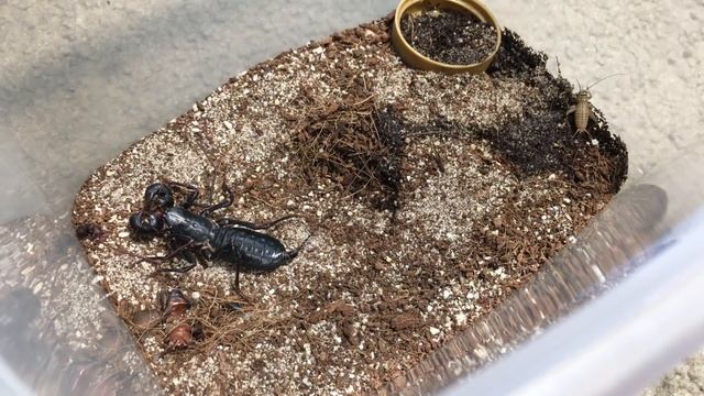 Mastigoproctus Giganteus (Giant Vinegaroon)