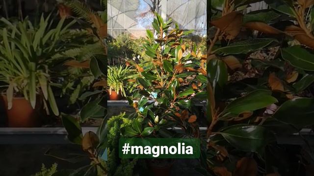 #magnolia #consejos y #cuidados desde #elviverodegloria смотреть онлайн