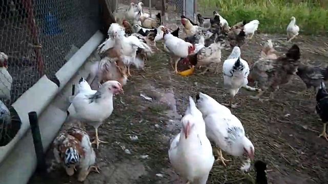 Мои КУРЫ и ЦЫПЛЯТА кушают дыню в первый раз смотреть онлайн