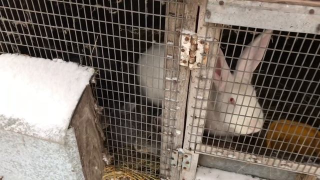 ЦЕНА НА ПОРОСЯТ, РЫНОК ЗАМЕЛО, КРОЛИКИ, ГРАНУЛЯТОР ОГП-150 смотреть онлайн