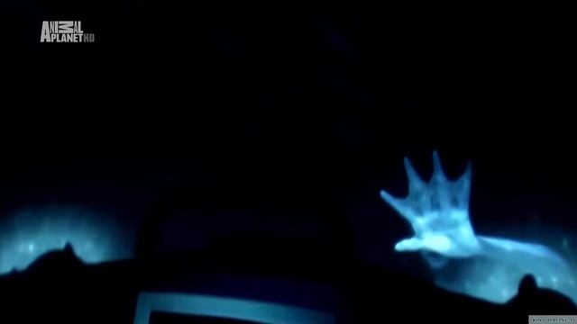 5 РЕАЛЬНО СУЩЕСТВУЮЩИХ РУСАЛОК, СЛУЧАЙНО СНЯТЫХ НА ВИДЕО КАМЕРУ! смотреть онлайн