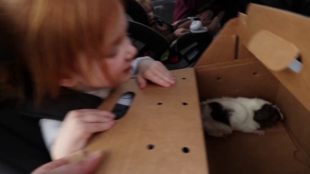 WE GOT ONE!! Meet our new PET GUINEA PIG! First day home routine with Adley & Baby Niko! (Surprise смотреть онлайн