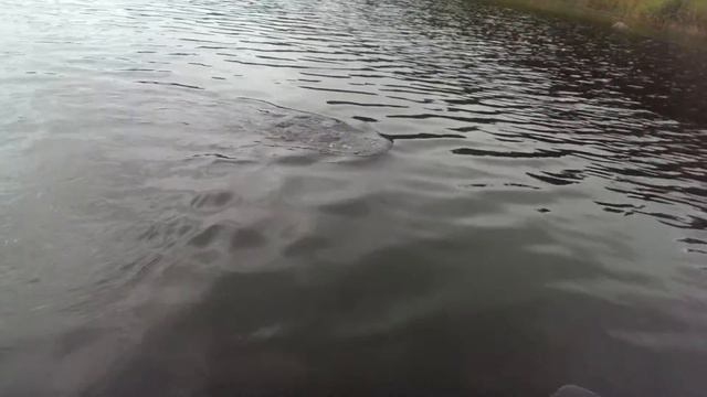 Покушение на улов))) смотреть онлайн