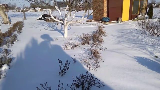 Посев лаванды на снег смотреть онлайн