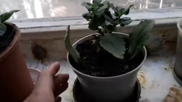 Каланхое, каланхое, каланхое, это где то между Ленинградом и Москвой смотреть онлайн