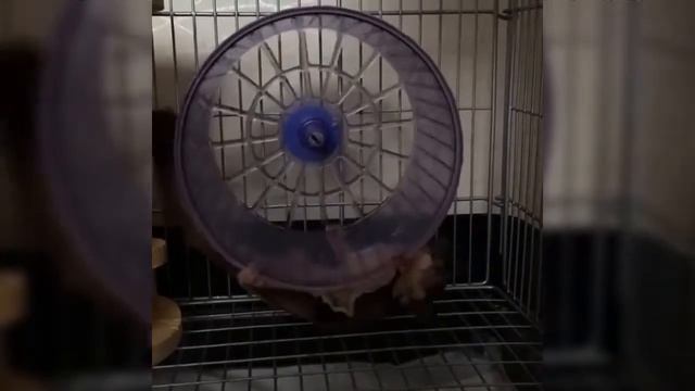 Sugar Glider ? Cute and Funny Sugar Glider Videos Compilation ? Animals Funny смотреть онлайн