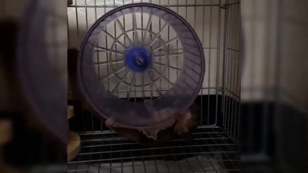 Sugar Glider ? Cute and Funny Sugar Glider Videos Compilation ? Animals Funny