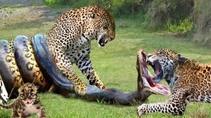 Выждал Момент! Безумные Атаки Леопарда На Других Животных