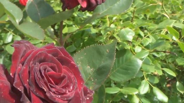 Самая ЧЕРНАЯ РОЗА--БЛЭК БАККАРА в моем саду смотреть онлайн