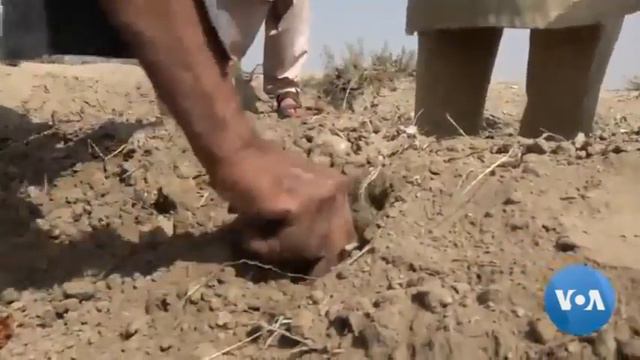 Pricey Red Spice Gains Popularity Among Afghan Farmers смотреть онлайн
