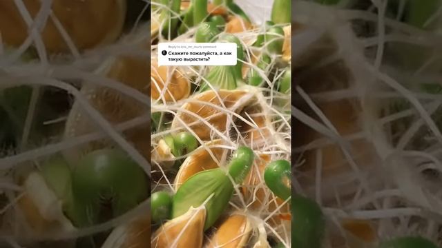 инструкция как прорастить семена тыквы микрозелени смотреть онлайн