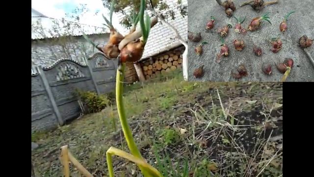 "Вечный" ЛУК - многоярусный .Сажаешь один раз- а урожай на всю жизнь! смотреть онлайн