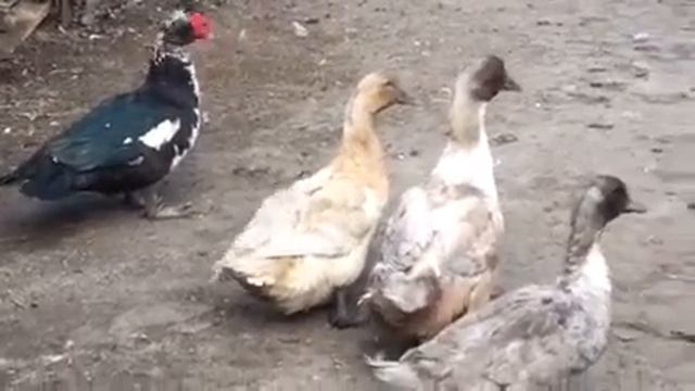 Утро в селе. Домашние птицы. смотреть онлайн