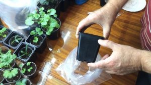 #1 Как вырастить рододендроны из семян | Часть 1 | Посев в декабре.