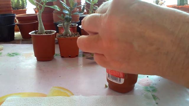 Как сделать несколько веточек адениуму? смотреть онлайн