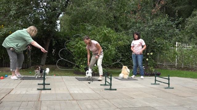 ДТ - 410. Папильоны, шпиц - работают миниатюрные собаки смотреть онлайн