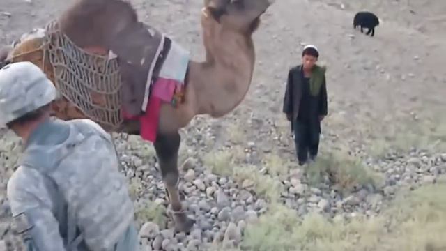 Смешное видео: верблюд "намекнул" американскому солдату, что не любит, когда его гладят смотреть онлайн