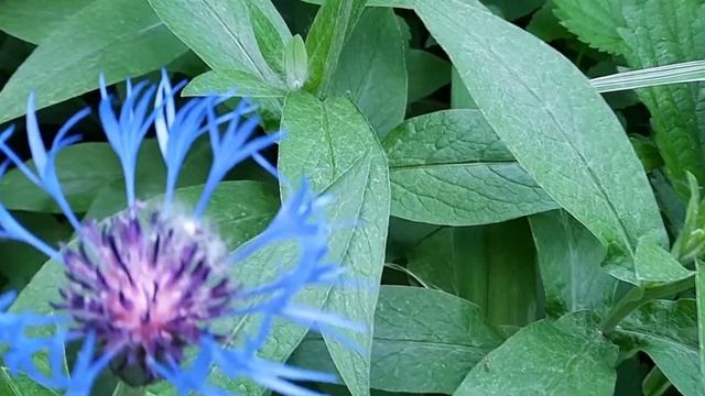 Василёк / Василёк посевной/ Cornflower