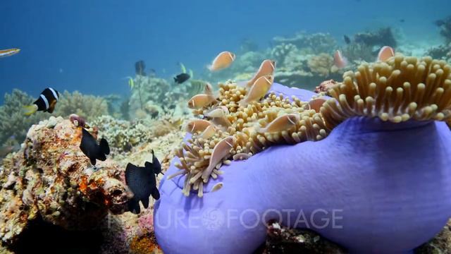 Underwater footage of pink anemonefishes (Amphiprion perideraion) swimming between the tentacles .. смотреть онлайн