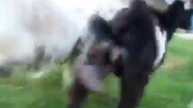 Звон яиц смотреть онлайн