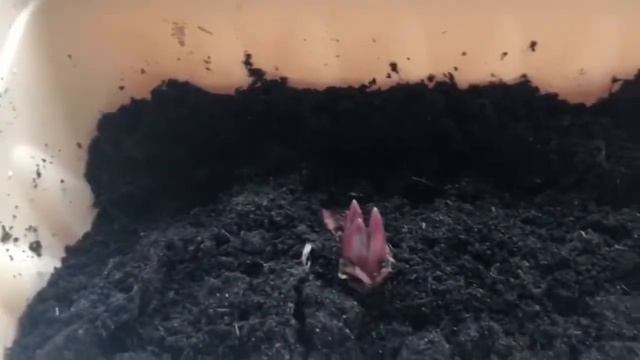 Выгонка лилий:провожу эксперимент смотреть онлайн