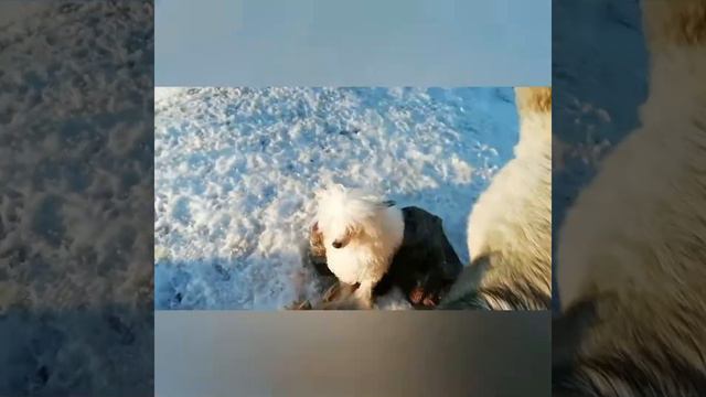 Кавказские овчарки. Игры собак. смотреть онлайн