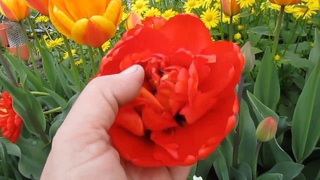 Мои любимые тюльпаны (пиончики) 