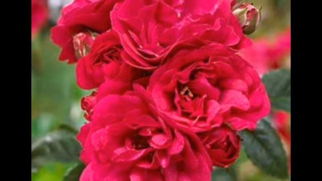 So Beautiful Red Rose collection with Romantic music | Flower with relaxing music by unique Aysh смотреть онлайн