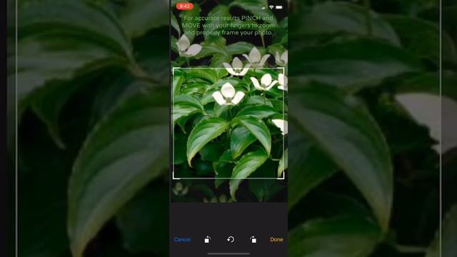 PlantSnap identifies a dogwood tree (Cornus kousa) смотреть онлайн