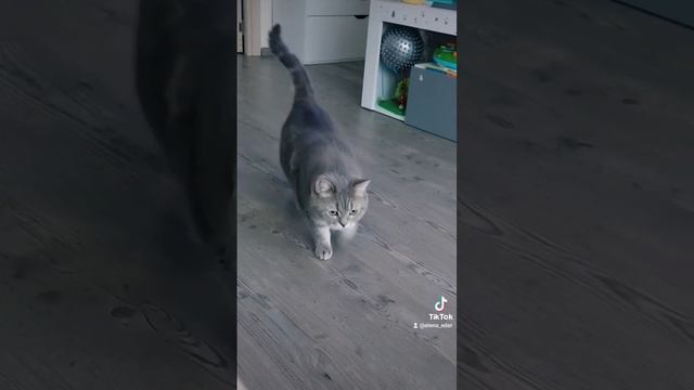 Мурз-Модель. Походка от бедра(мраморный британец)British Cat смотреть онлайн