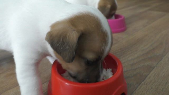 SEE WITH SOUND! Puppies eat cheese! Jack Russell Terrier 1 month / jack russell terrier puppies смотреть онлайн